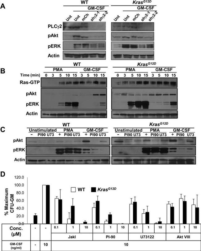 Phospho-AKT1 (Ser473) Antibody in Western Blot (WB)