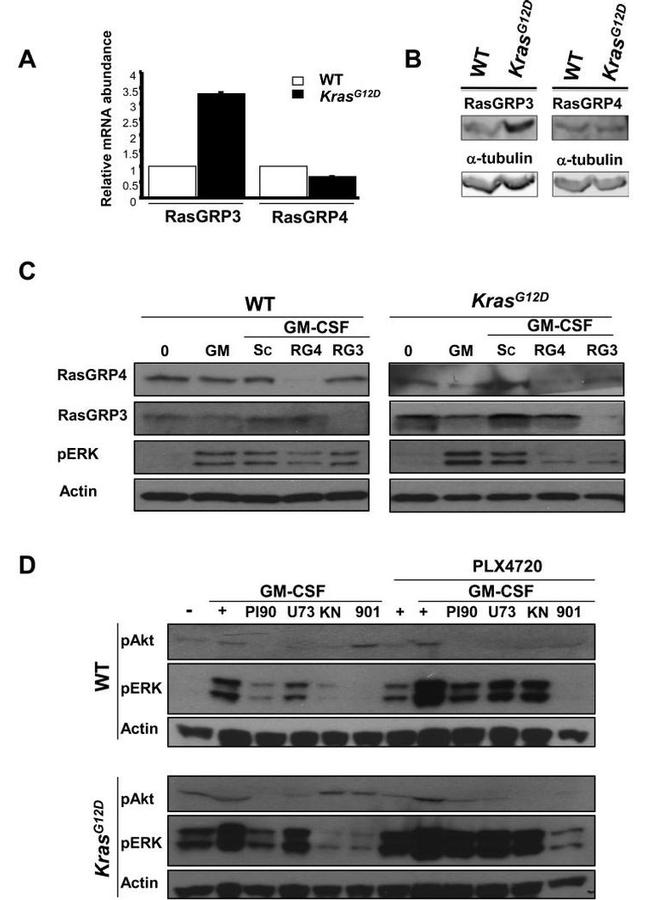 Phospho-AKT1 (Ser473) Antibody in Western Blot (WB)