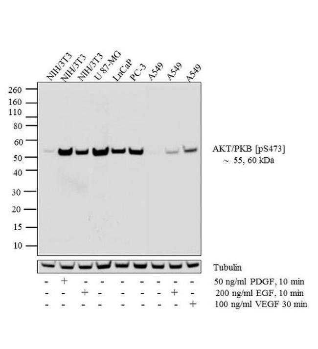 Phospho-AKT1 (Ser473) Antibody in Western Blot (WB)