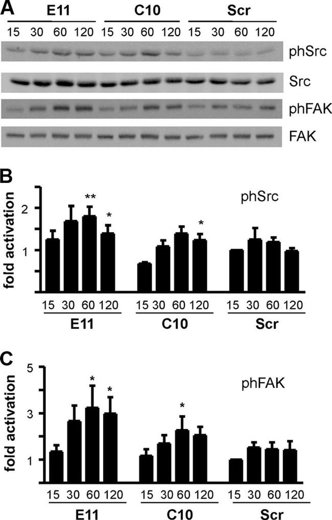 Phospho-FAK (Tyr576) Antibody in Western Blot (WB)