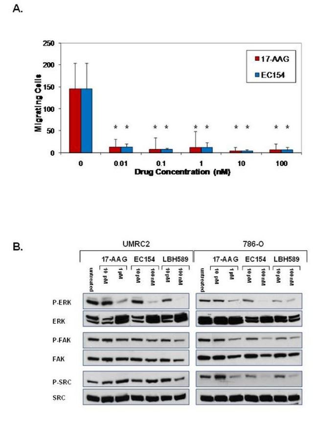 FAK Antibody in Western Blot (WB)