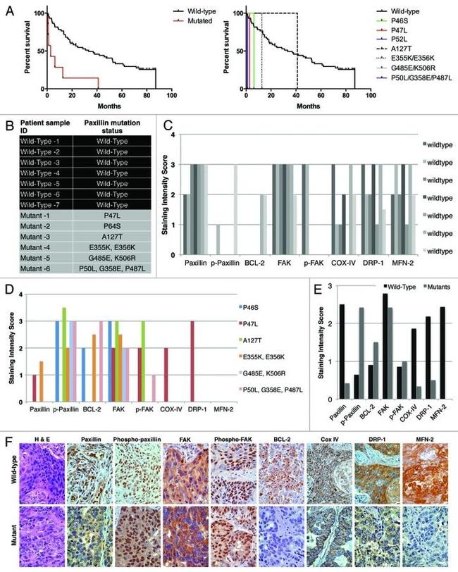 Paxillin Antibody in Immunohistochemistry (IHC)