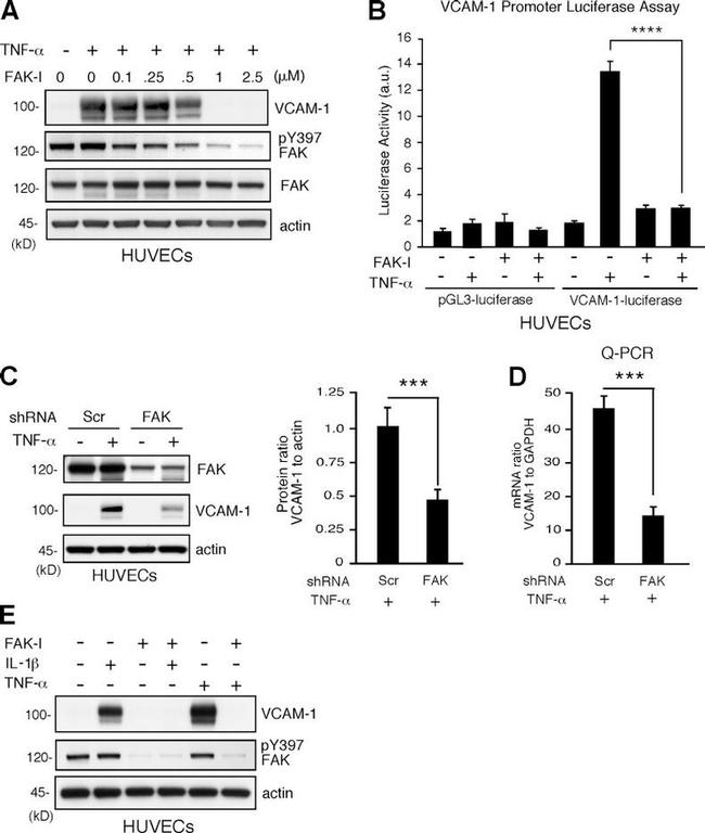 Phospho-FAK (Tyr397) Antibody in Western Blot (WB)