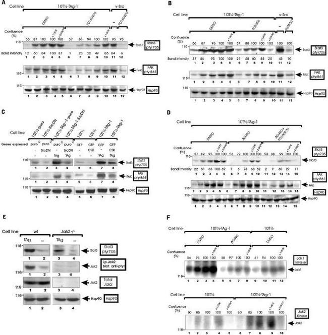 Phospho-FAK (Tyr861) Antibody in Western Blot (WB)