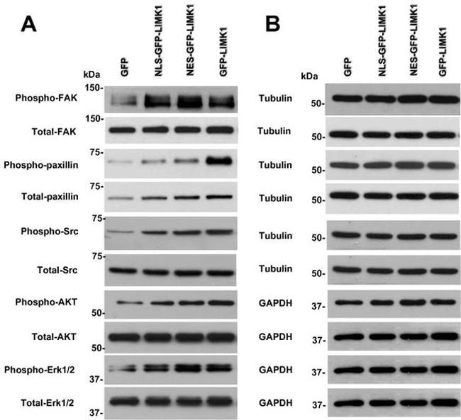 Phospho-FAK (Tyr861) Antibody in Western Blot (WB)