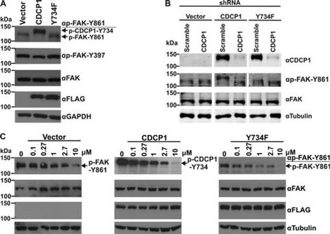 Phospho-FAK (Tyr861) Antibody in Western Blot (WB)