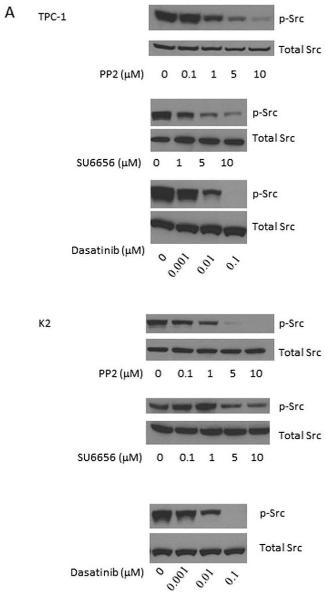 Phospho-FAK (Tyr861) Antibody in Western Blot (WB)