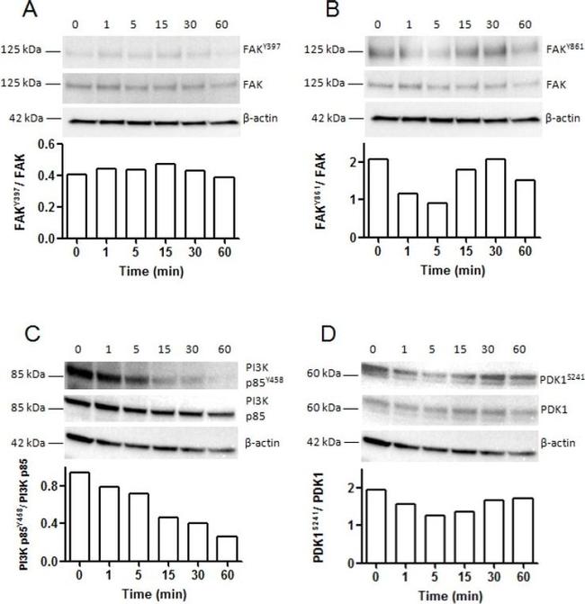 Phospho-FAK (Tyr861) Antibody in Western Blot (WB)