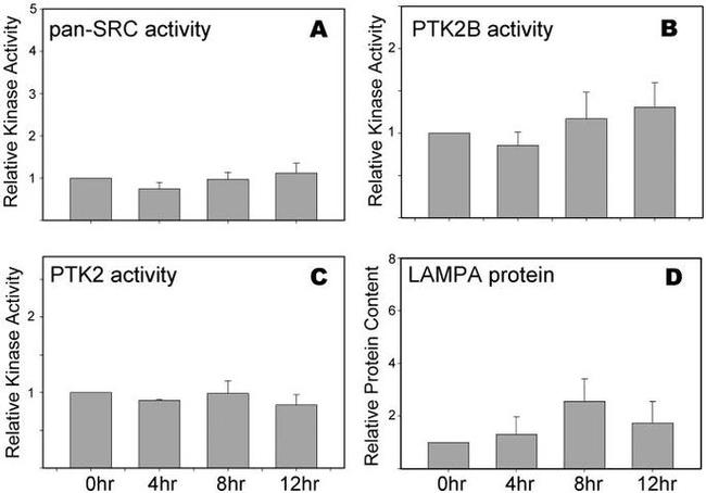 SRC (active) Antibody in Western Blot (WB)