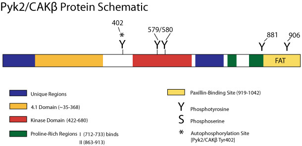 Phospho-PYK2 (Tyr579, Tyr580) Antibody