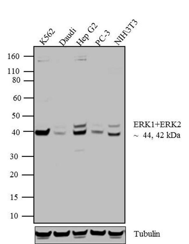 ERK1/ERK2 Antibody in Western Blot (WB)