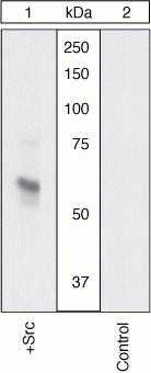 SRC Antibody in Western Blot (WB)