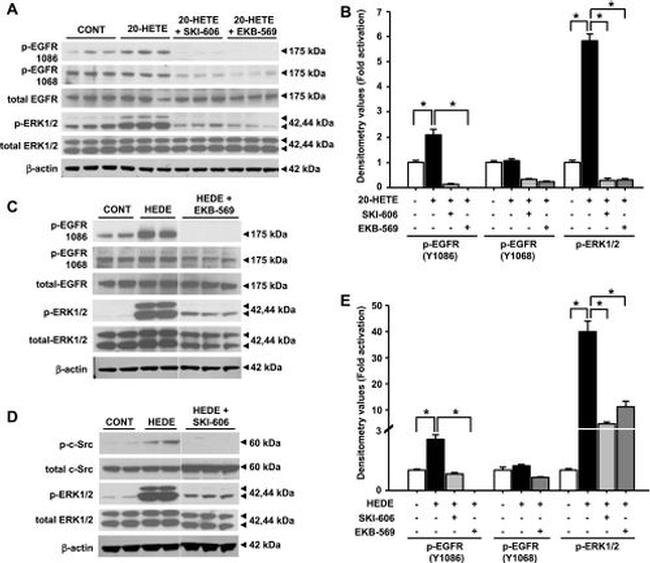 SRC Antibody in Western Blot (WB)