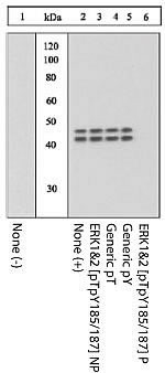 Phospho-ERK1/ERK2 (Thr185, Tyr187) Antibody in Western Blot (WB)