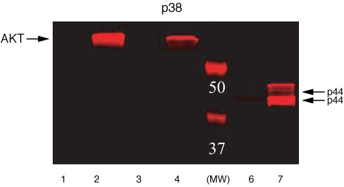 Phospho-ERK1/ERK2 (Thr185, Tyr187) Antibody in Western Blot (WB)