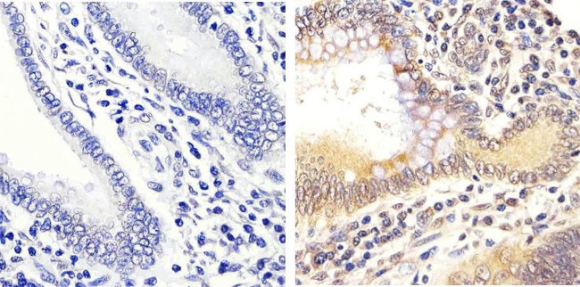 Phospho-ERK1/ERK2 (Thr185, Tyr187) Antibody in Immunohistochemistry (Paraffin) (IHC (P))