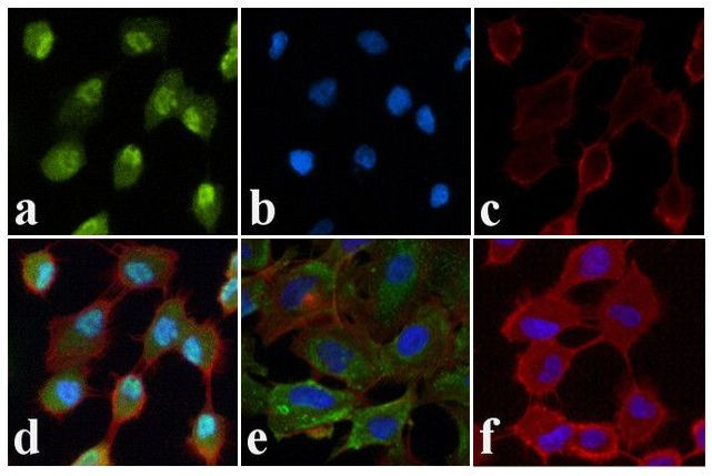 Phospho-JNK1/JNK2 (Thr183, Tyr185) Antibody in Immunocytochemistry (ICC/IF)