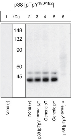 Phospho-p38 MAPK (Thr180, Tyr182) Antibody in Western Blot (WB)