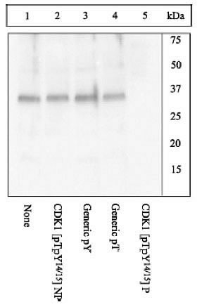 Phospho-CDK1 (Thr14, Tyr15) Antibody in Western Blot (WB)