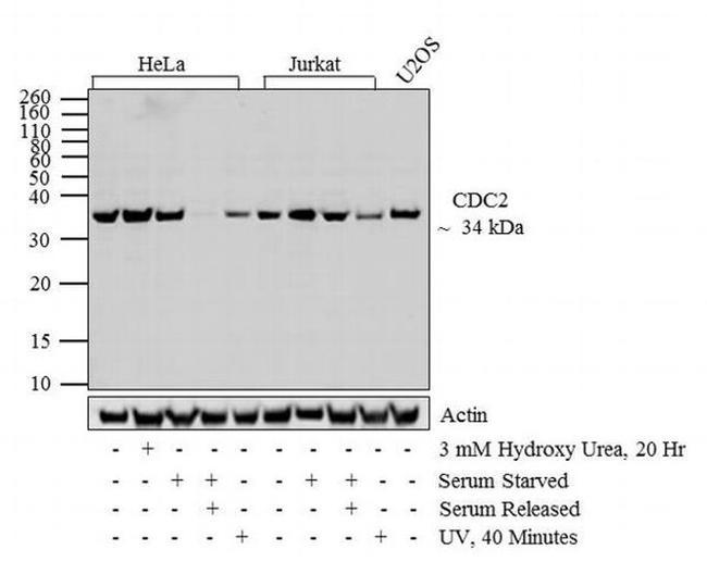 Phospho-CDK1 (Thr14, Tyr15) Antibody in Western Blot (WB)