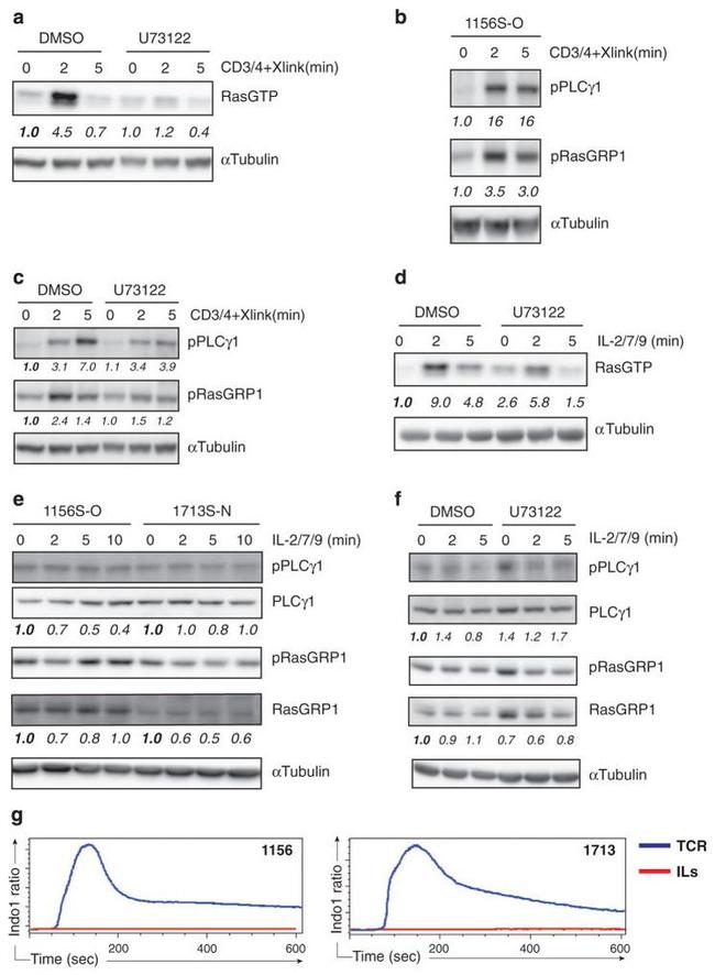 Phospho-PLCG1 (Tyr783) Antibody in Western Blot (WB)