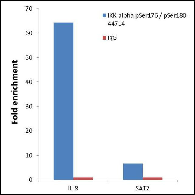 Phospho-IKK alpha (Ser176, Ser180) Antibody in ChIP Assay (ChIP)