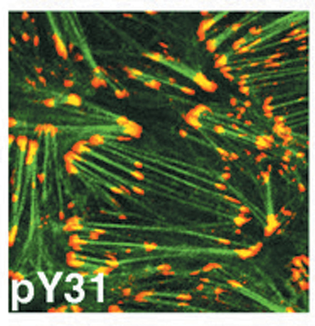 Phospho-Paxillin (Tyr31) Antibody in Immunocytochemistry (ICC/IF)