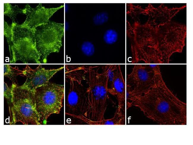 Phospho-Paxillin (Tyr31) Antibody