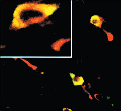 Phospho-EIF2S1 (Ser52) Antibody in Immunohistochemistry (IHC)