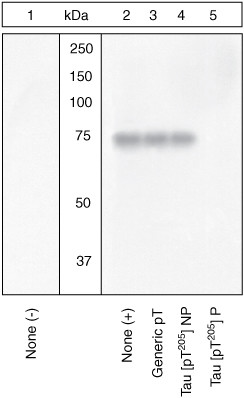 Phospho-Tau (Thr205) Antibody in Western Blot (WB)