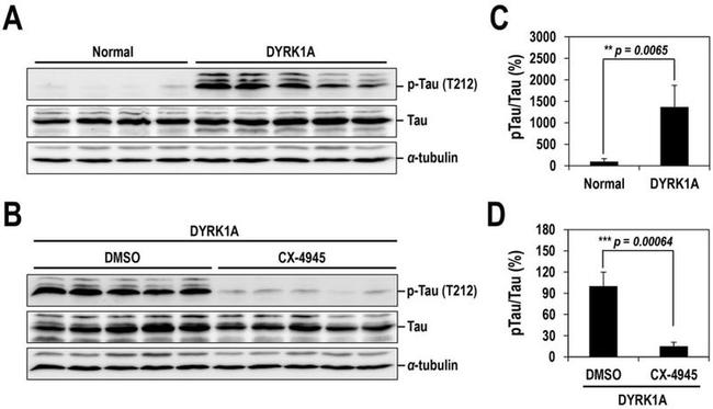 Phospho-Tau (Thr212) Antibody in Western Blot (WB)