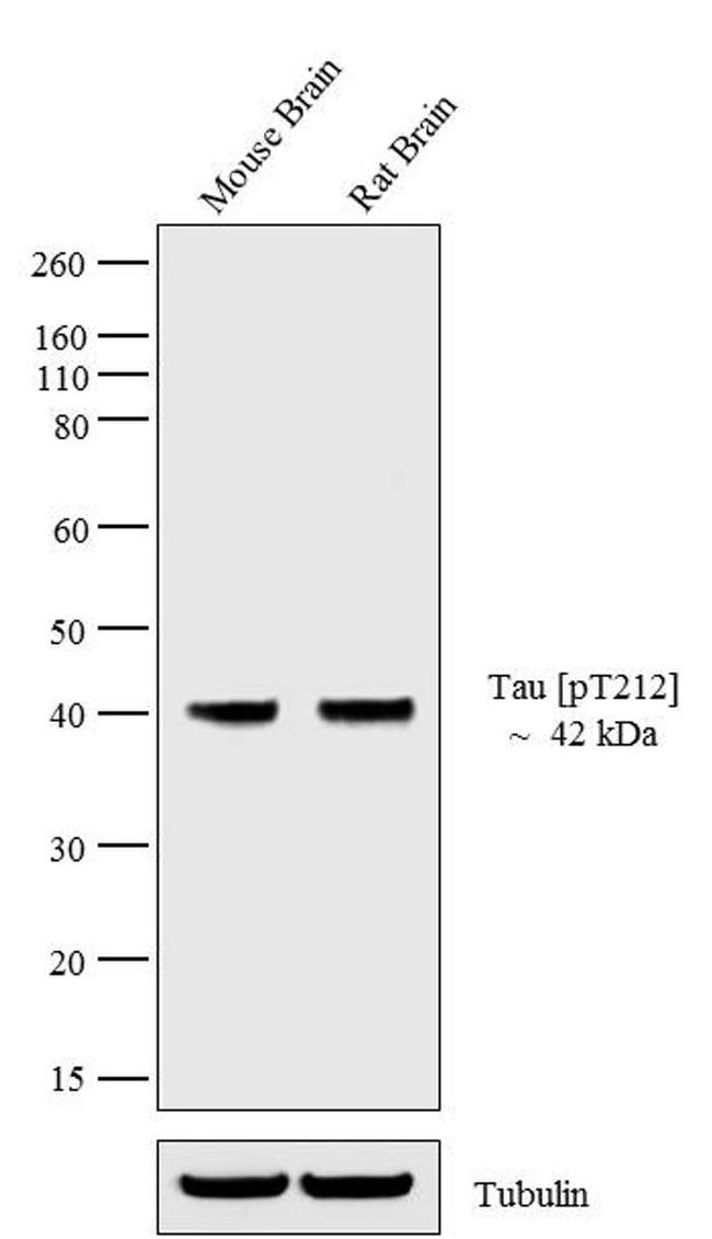 Phospho-Tau (Thr212) Antibody in Western Blot (WB)