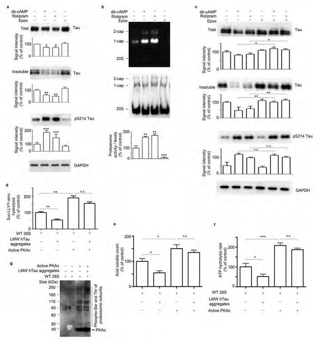 Phospho-Tau (Ser214) Antibody in Western Blot (WB)