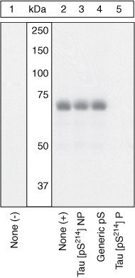 Phospho-Tau (Ser214) Antibody in Western Blot (WB)