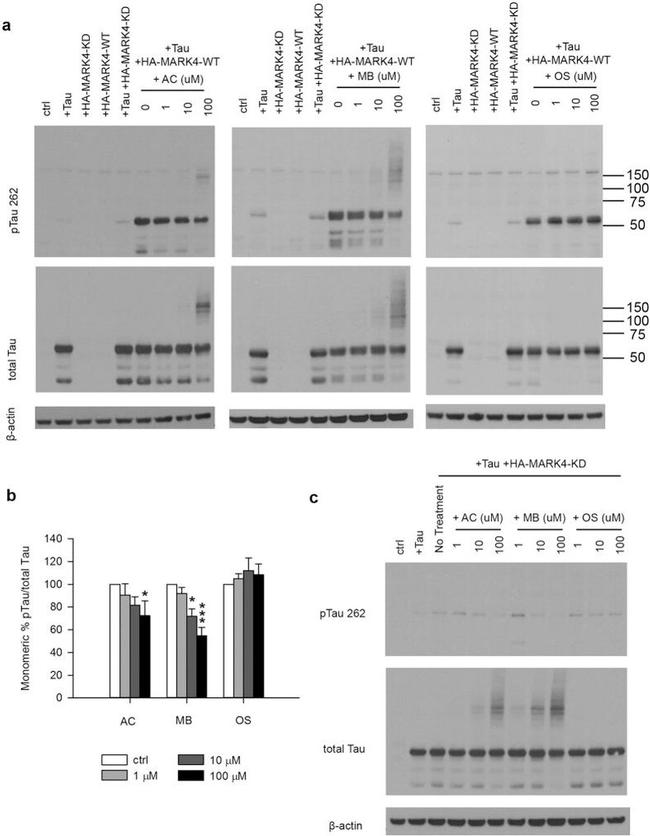 Phospho-Tau (Ser262) Antibody in Western Blot (WB)