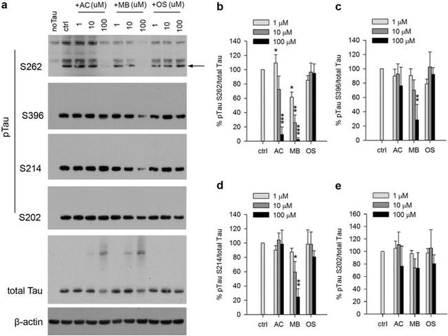 Phospho-Tau (Ser262) Antibody in Western Blot (WB)