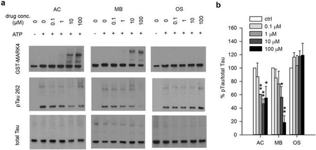 Phospho-Tau (Ser262) Antibody in Western Blot (WB)