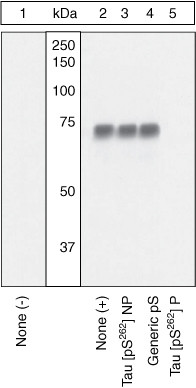 Phospho-Tau (Ser262) Antibody in Western Blot (WB)