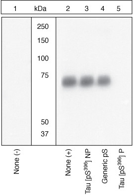 Phospho-Tau (Ser396) Antibody in Western Blot (WB)