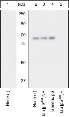 Phospho-Tau (Ser404) Antibody in Western Blot (WB)