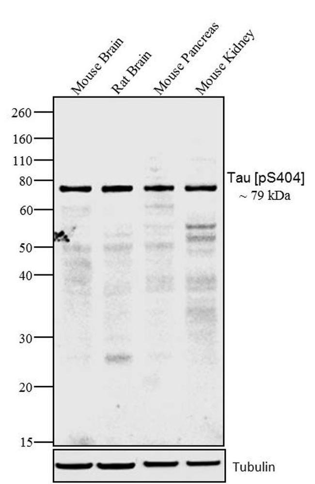 Phospho-Tau (Ser404) Antibody in Western Blot (WB)