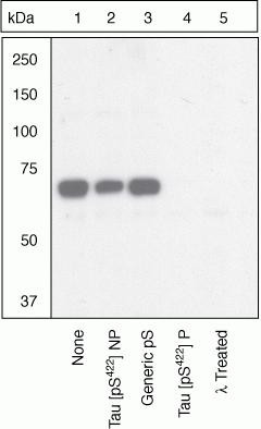 Phospho-Tau (Ser422) Antibody in Western Blot (WB)