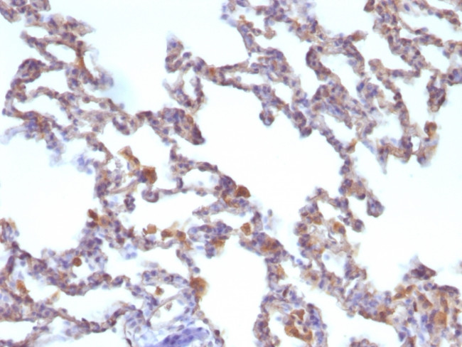 Moesin Antibody in Immunohistochemistry (Paraffin) (IHC (P))