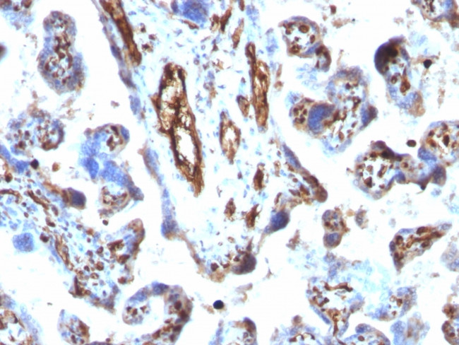 Moesin Antibody in Immunohistochemistry (Paraffin) (IHC (P))