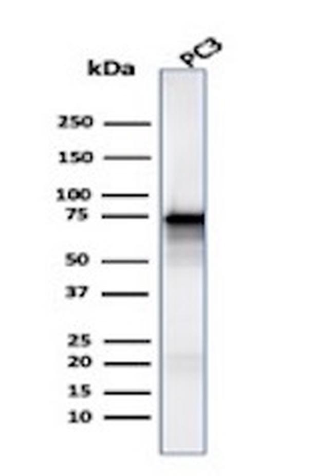 Moesin Antibody in Western Blot (WB)