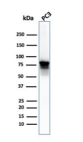 Moesin Antibody in Western Blot (WB)