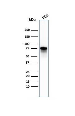 Moesin Antibody in Western Blot (WB)