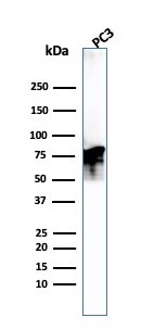 Moesin Antibody in Western Blot (WB)