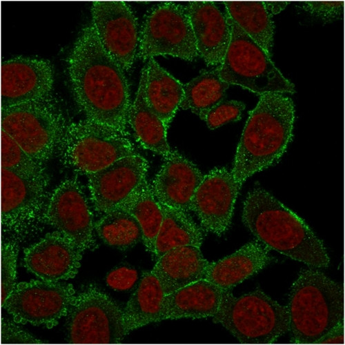 Moesin Antibody in Immunocytochemistry (ICC/IF)