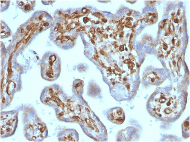 Moesin Antibody in Immunohistochemistry (Paraffin) (IHC (P))